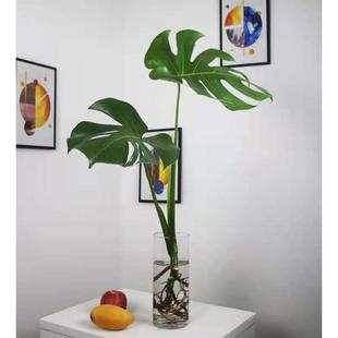 水养龟背竹老桩根水培绿植物室内观叶四季常青吸甲醛客厅桌面落地