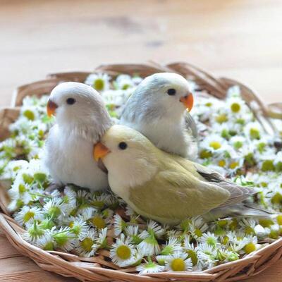 特色高端牡丹鹦鹉活鸟活物幼鸟亲人粘人好上手的可爱活泼小型宠物