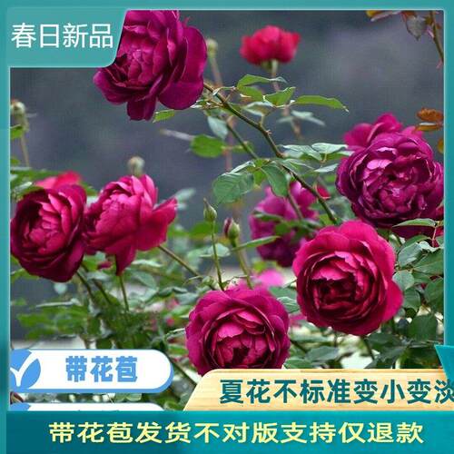 秋日胭脂香气扑鼻月季花苗大花浓香多头四季开 花阳台玫瑰盆栽花