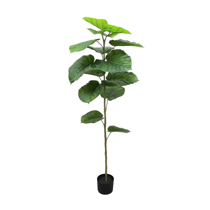 心叶榕落地盆栽菩提树室内假植物客餐厅假树橱窗软装设计真