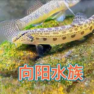 原生鱼刺鳅沙鳅中华沙花鳅观赏鱼翻砂工具鱼冷水鱼观赏鱼清理残渣