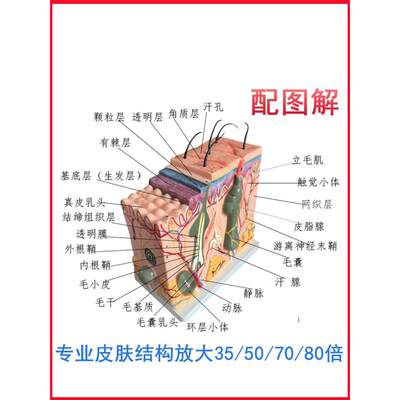 50倍人体皮肤组织结构放大解剖模型医学美容整形立体皮肤放大模型