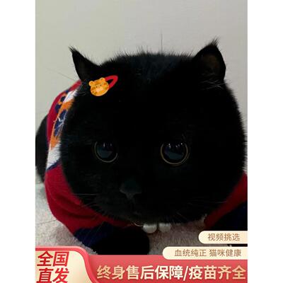 纯种孟买英短纯黑猫矮脚曼基康黑千岁岁招财猫拿破仑幼猫活体