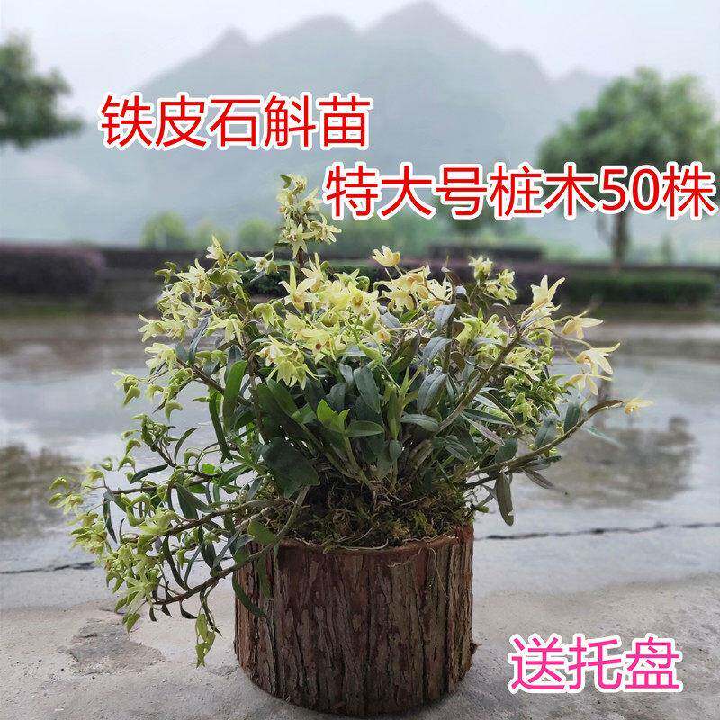 铁皮石斛苗带木桩可以食用现种三年石斛苗木桩盆栽