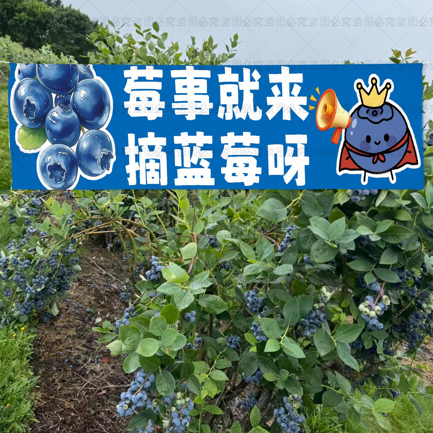 蓝莓采摘园横幅挂布招牌广告布蓝莓园区背景布农场大棚宣传装饰布