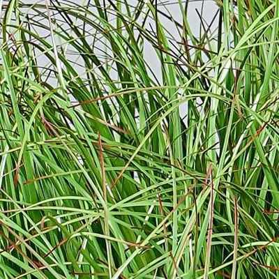 洋葱草草堆草团苔草芦苇草仿真绿植造景装饰摆件盆栽植物草假草