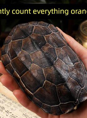 卦卜铜钱龟壳天然把件文玩工具摆件算挂手玩随身真乌龟壳摇卦干隆