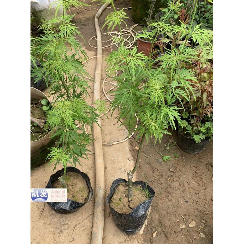 红枫青龙羽毛红枫红枫小苗彩叶枫彩叶苗绿化庭院耐寒植物盆栽实物