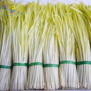 桶黄黄新型农用软化避光变罩防晒韭黄韭菜种植遮阳九遮光筒子