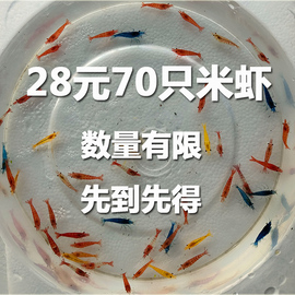 观赏虾米虾活体套餐淡水，工具除藻极火虾蓝宝石樱花虾宠物虾粮