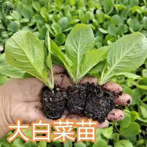 大白菜苗种苗无筋无丝秋冬移栽秧苗高产黄心大白菜幼苗带土发货