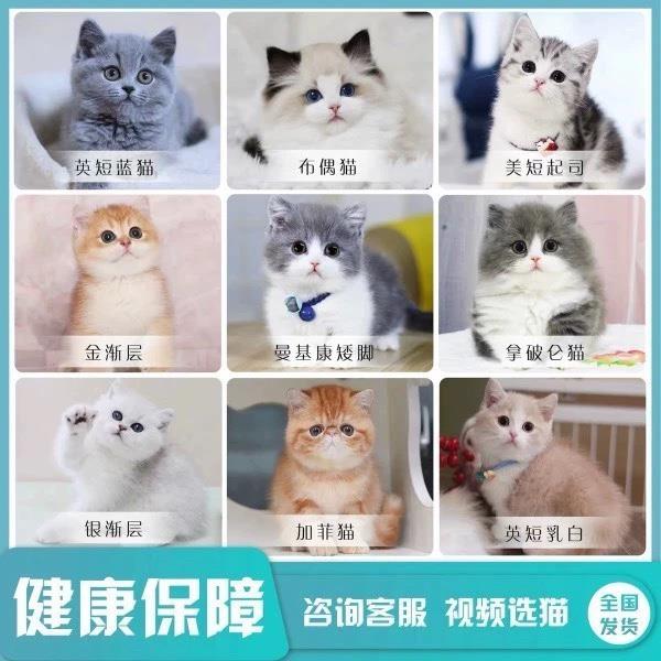 纯种宠物猫德文金吉拉缅因布偶活体幼猫英短蓝白金银渐层曼基康猫