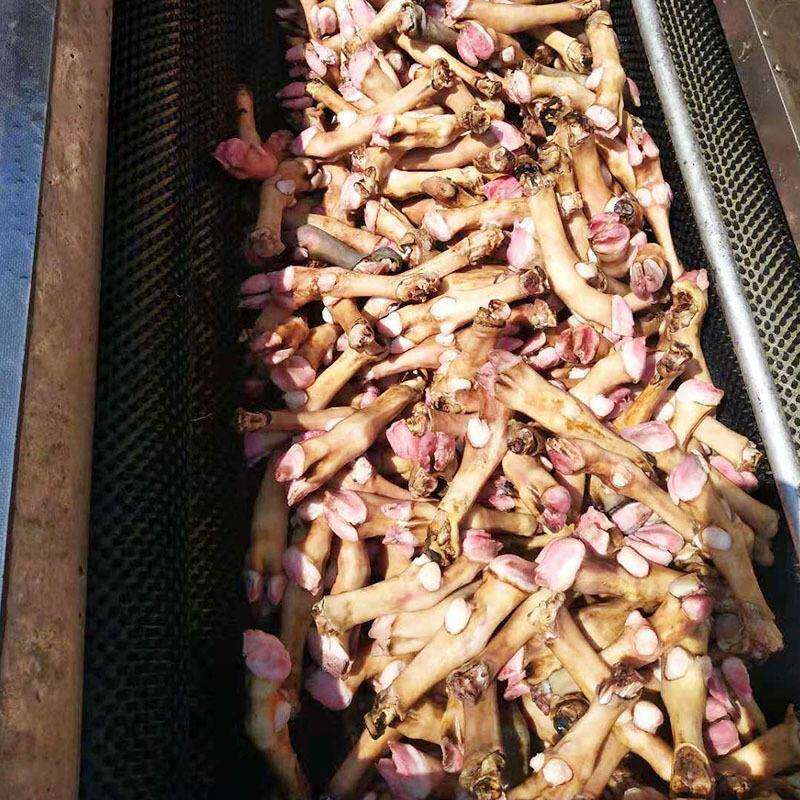 新型羊蹄清洗机商用羊头去黑炭清洗机全自动羊蹄筋毛辊清洗去泥机