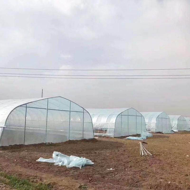 花卉种植温室 温室大棚 春秋棚 冷棚暖棚 单体薄膜大棚骨架
