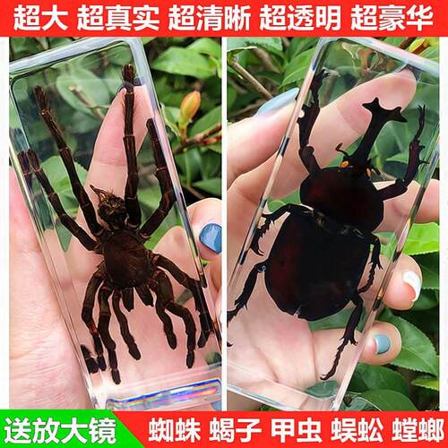 真实树脂昆虫标本真虫甲虫蜘蛛锹甲天牛蝎子螳螂蜥蜴琥珀标本摆件
