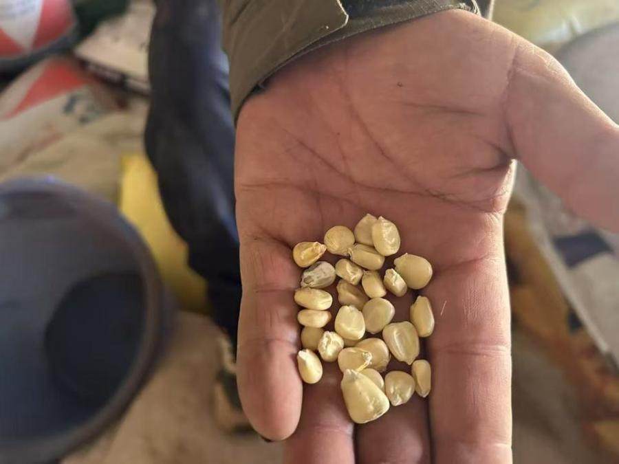 1月6日昌都牧业公司一批种子网络拍卖公告