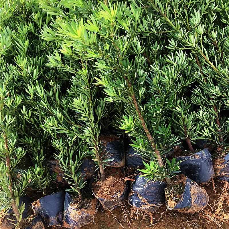 菊花心公树罗汉松不结果只开花盆景客厅旺宅卉庭院绿植物盆栽树苗