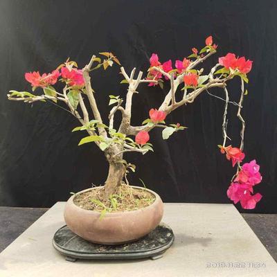 水红老桩三角梅盆景同安红客厅阳台四季开花簕杜鹃一物一拍包邮