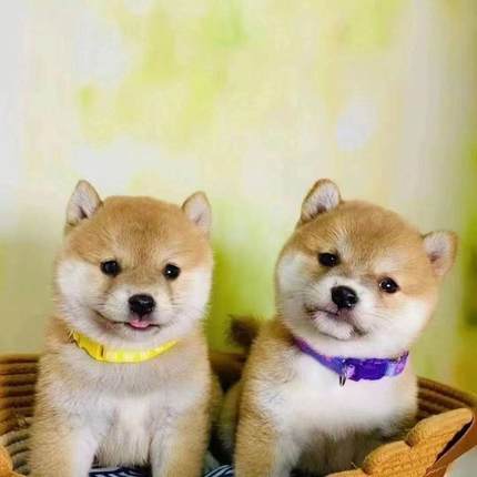 柴犬幼犬活体活泼小狗小宠物狗豆柴长不大真狗日本小型犬不掉毛狗