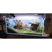 鱼缸背景灯板水草缸鱼缸高亮控制板造景草缸板app厂家增色