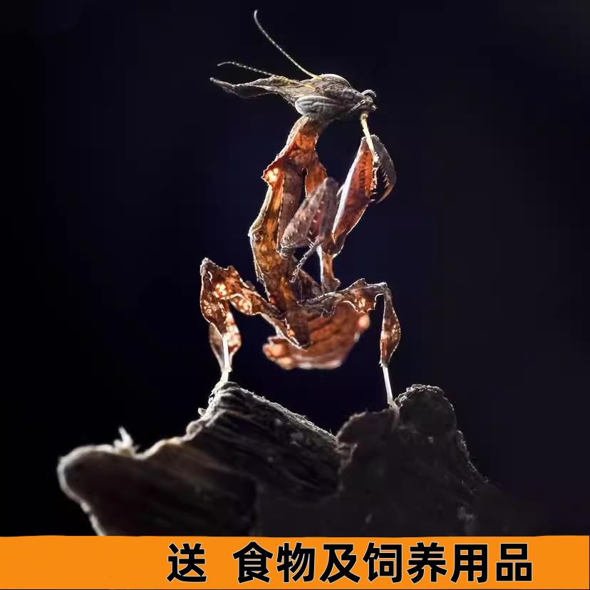 幽灵螳螂帅气活体宠物学生办公室容易养活爬虫