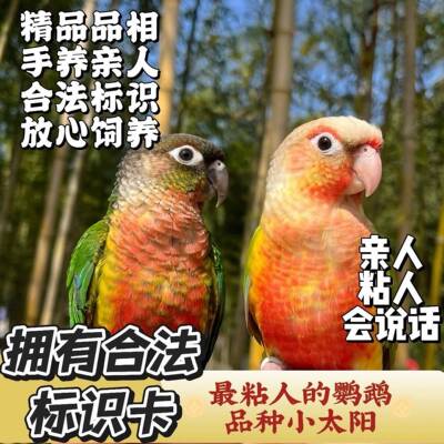 小太阳鹦鹉活体会说话黄边凤梨绿颊肉桂活体幼鸟小鸟宠物亲人半毛