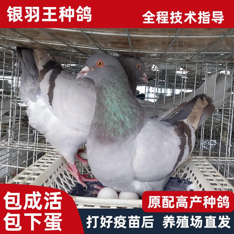 鸽子活一对肉鸽子活苗幼鸽青年信鸽雨点鸽种鸽土鸽大体鸽米玛斯鸽