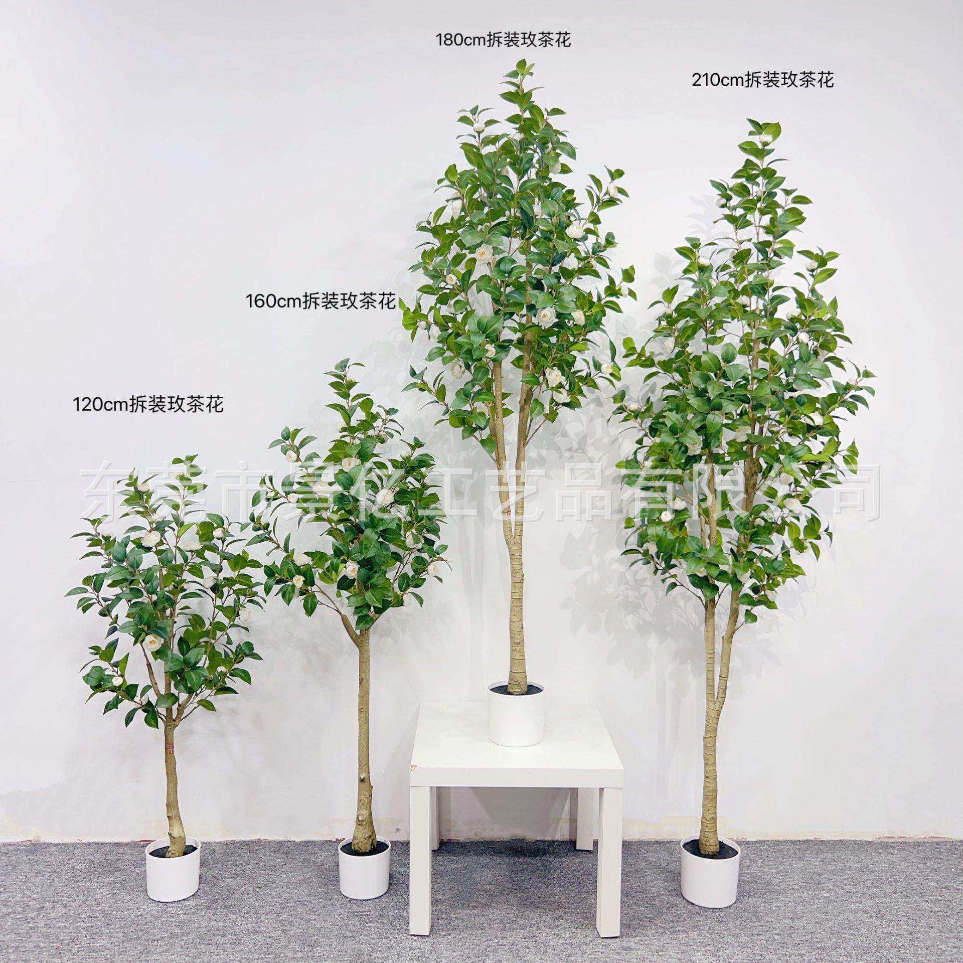 月季花绿植小茶花百山茶花玫瑰花树盆栽家居橱窗软装造景摆件