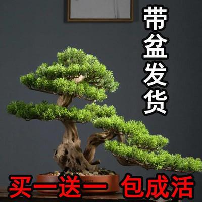 花盆空气入户迎客松办公桌美观真树罗汉真盆景净化盆栽景观{松树