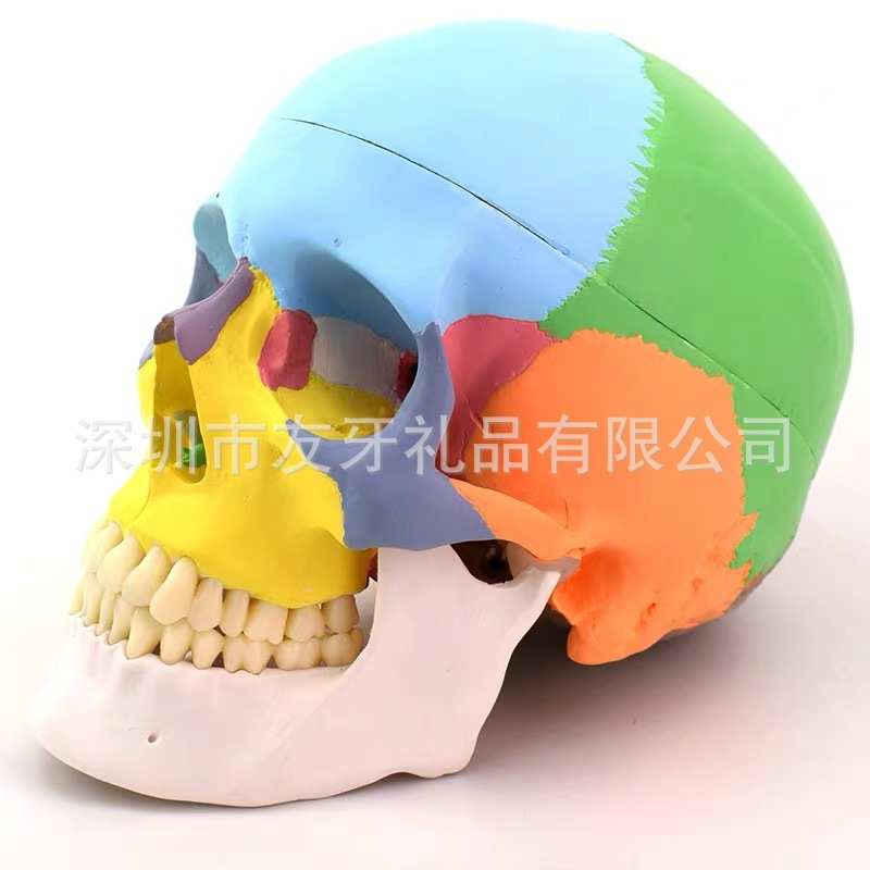 仿真骷髅头模型头颅骨头骨模型功能分区彩色头骨标本1：1教学模型