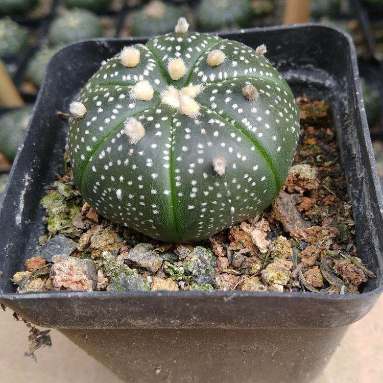 多肉植物仙人球约2.5-3.5cm 实生星兜裸根 园艺花卉盆栽绿植