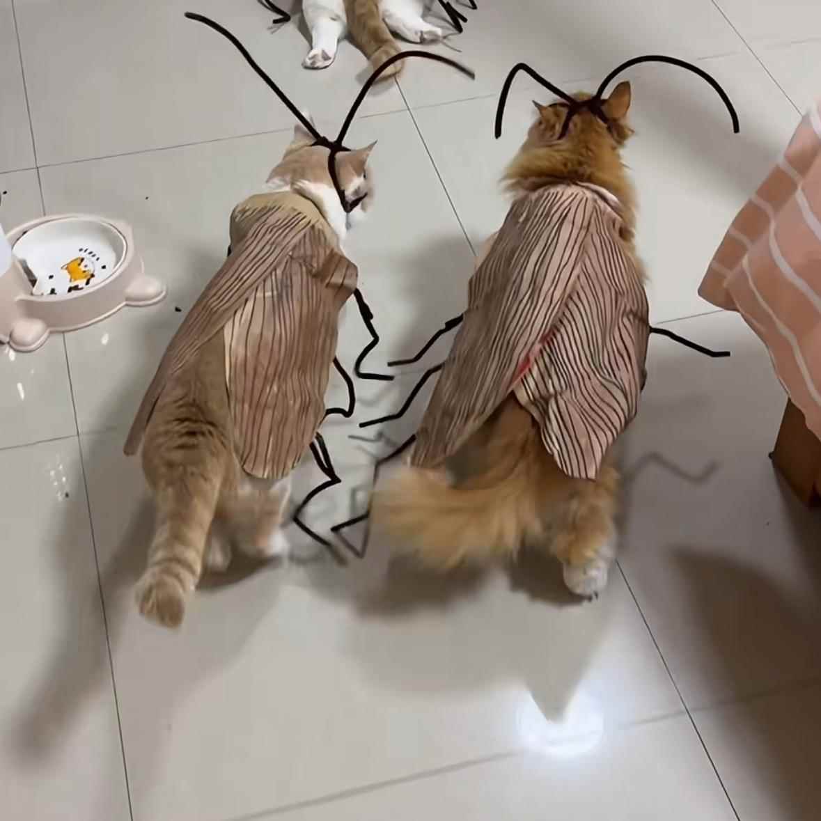 纯情蟑螂火辣辣搞怪同款条纹衣服DIY手工衣网红猫咪蟑螂衣服