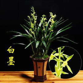 兰花仙殿白墨大型浓香，墨兰苗老种名贵兰草花卉，植物秋冬带花苞