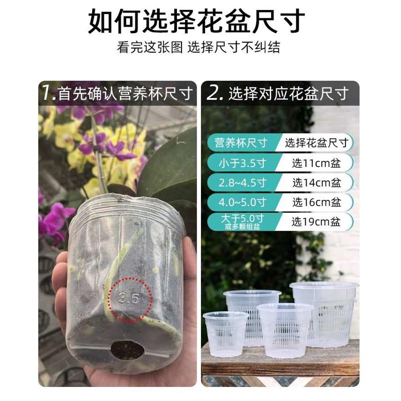 蝴蝶兰专用花盆 铁皮石斛苗文心兰透气 镂空控水透明塑料控根盆