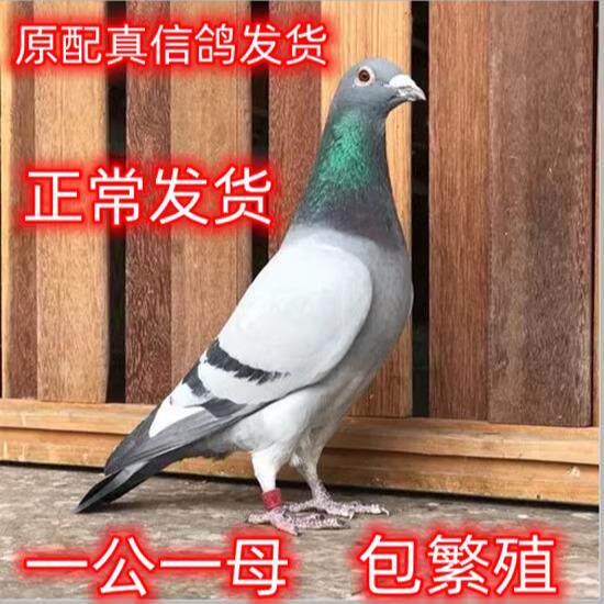 信鸽种鸽一公一母赛鸽观赏鸽原配鸽子活物一对下蛋小鸽幼鸽苗活体