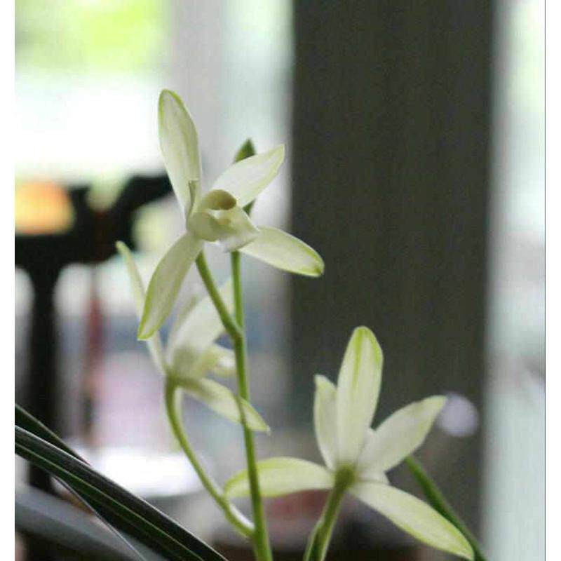 带花苞国色天香 清新脱俗 铁骨黄芽 花艺双全白花绿边 叶姿蹁跹