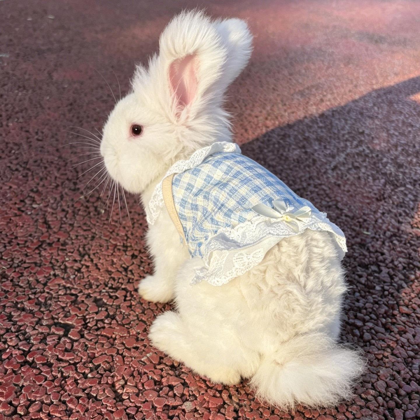 兔兔衣服夏天透小背心安哥拉兔垂耳兔侏儒兔宠物猫咪防掉毛服饰