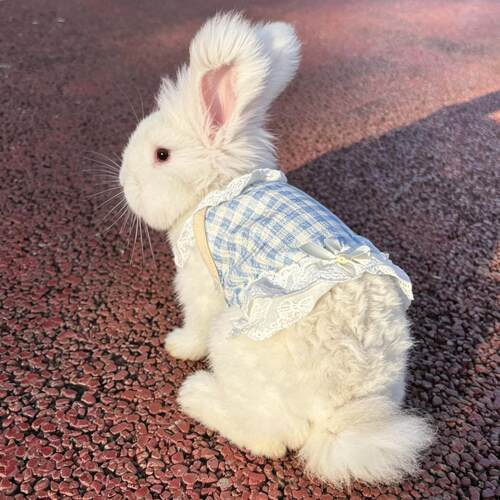 兔兔衣服夏天透小背心安哥拉兔垂耳兔侏儒兔宠物猫咪防掉毛服饰