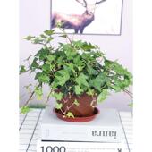常春藤盆栽藤蔓室内垂吊兰长春藤吸甲醛爬常青藤金边绿植植物阳台