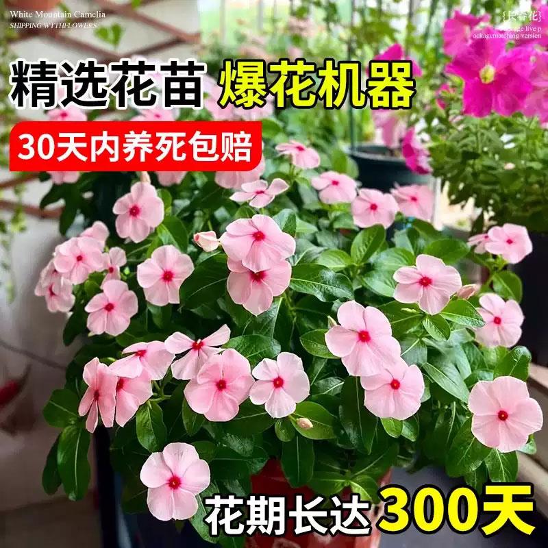 长春花天天开盆栽四季观花五叶梅花苗带花苞发货阳台窗台客厅庭院
