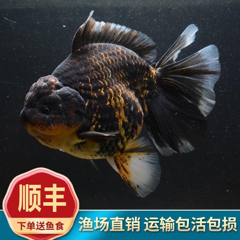 百褶泰狮金鱼精品活鱼进口鱼苗百褶裙黑观赏鱼鎏金元宝冷水耐活AA
