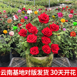 5棵 玫瑰花苗四季开花盆栽花卉植物室内花月季花树苗特大花老桩苗