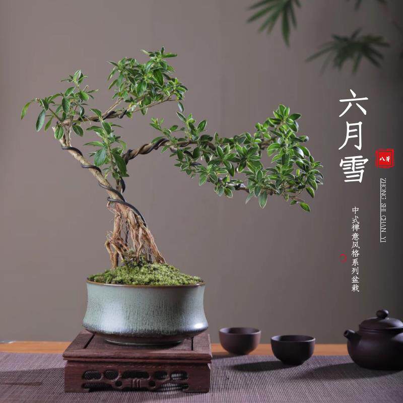 六月雪真盆景室内悬崖式植物造型摆件中式茶室阳台绿植花卉盆栽