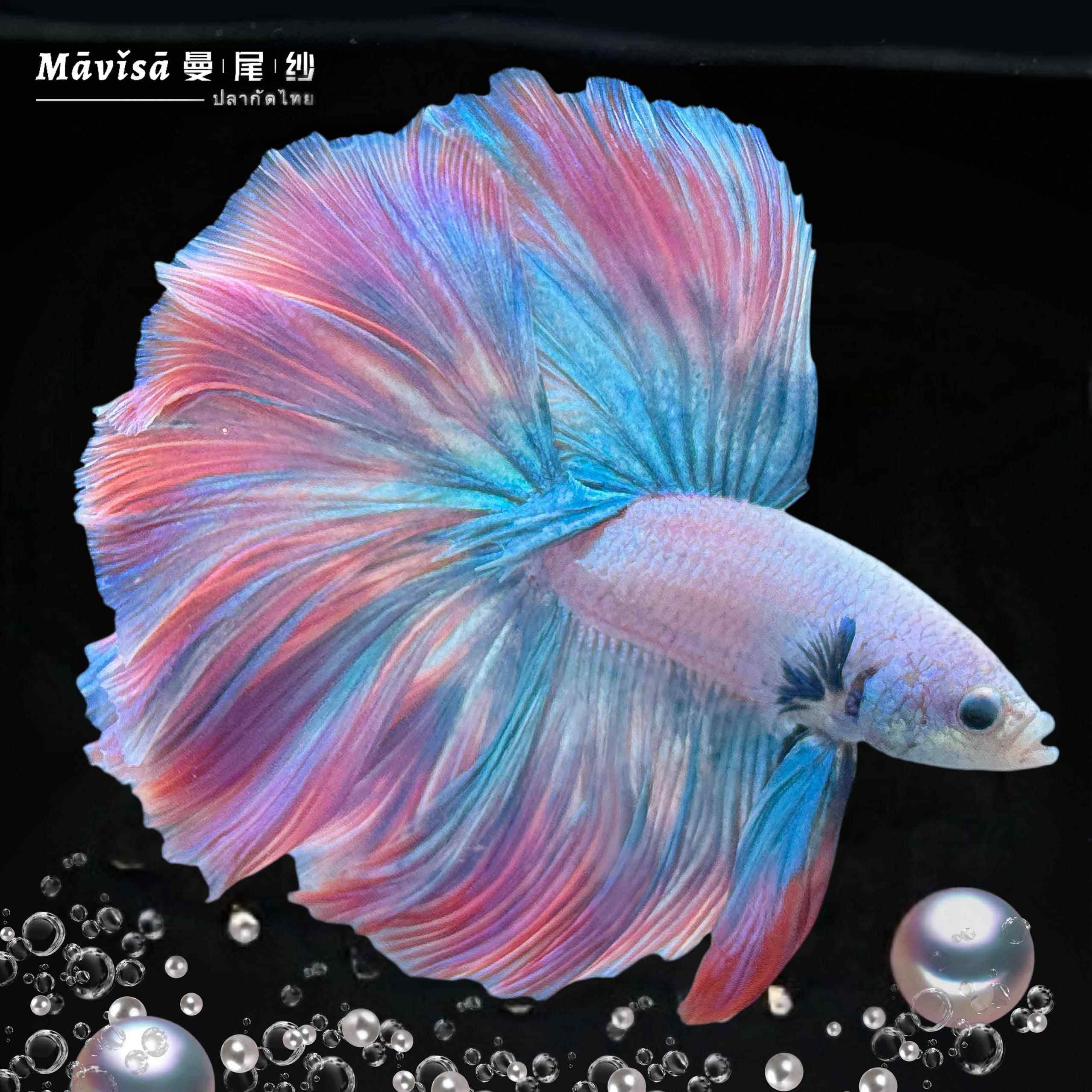 曼尾纱泰国斗鱼苗观赏金鱼活体小型鱼缸热带淡水半月耐活好养宠物,宠物/宠物食品及用品,鱼,淘宝优惠券,粉丝福利购,淘宝优惠卷