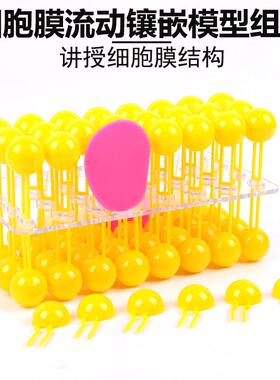 J3223细胞膜流动镶嵌模型组件33304生物实验器材教学模型教学仪器