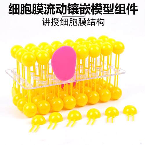 J3223细胞膜流动镶嵌模型组件33304生物实验器材教学模型教学仪器