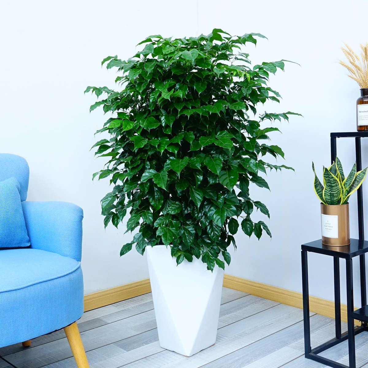 怡雅香幸福树盆栽长沙绿宝绿植花卉 办公室植物超级好养净化空气