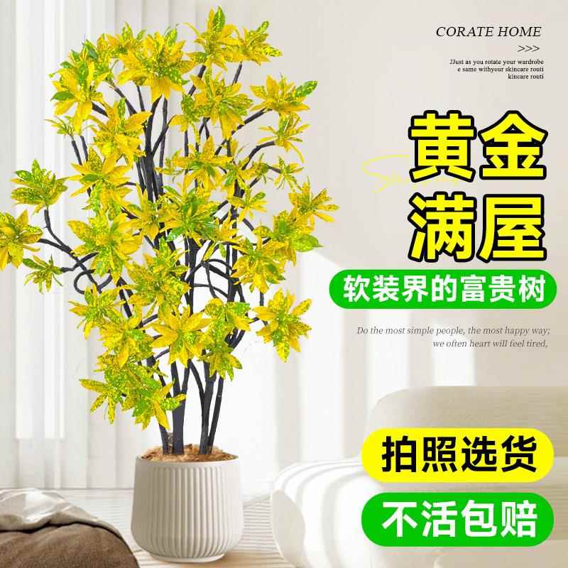 洒金榕盆栽绿植室内大型植物旺宅树客厅落地大号真花黄金万两禄植