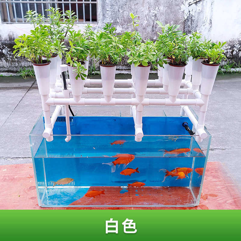 系统玻璃系统架鱼花潮汐阳台共生鱼缸种植共生水培鱼种植菜系统