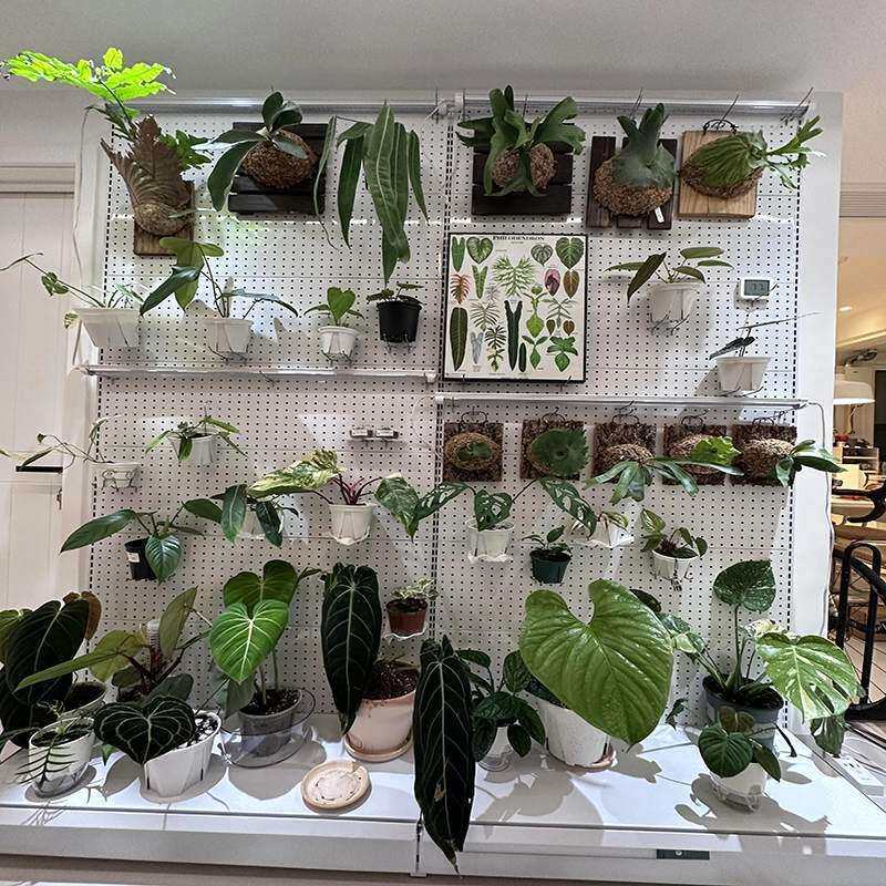 绿植盆栽架子洞洞板墙鹿角蕨网红绿植室内置物架阳台洞洞板货架